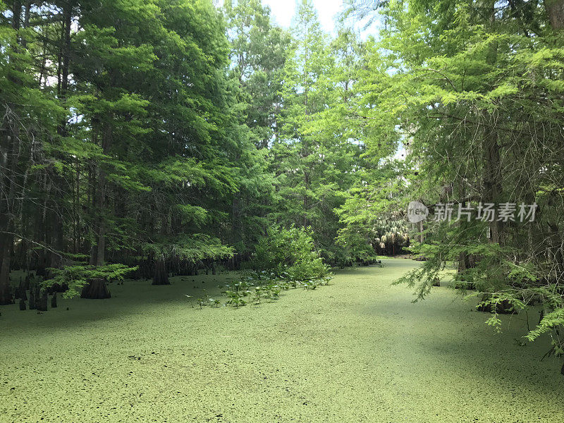 Spring Fed Creek上的植被